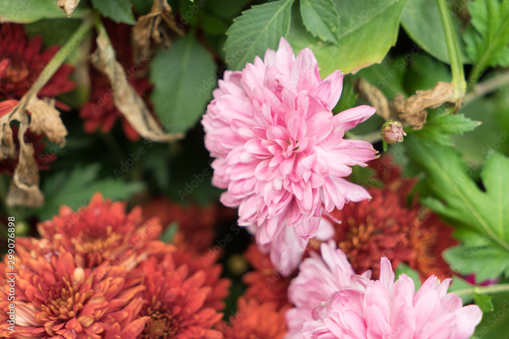 Beautiful bright pink chrysanthemum flower on the background Beautiful bright pink chrysanthemum flower on the background