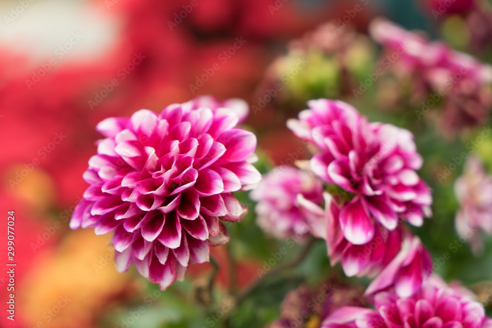 Beautiful bright purple chrysanthemum flower on the background Beautiful bright purple chrysanthemum flower on the background