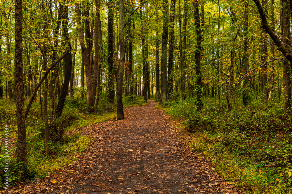 Obraz premium autumn in the forest
