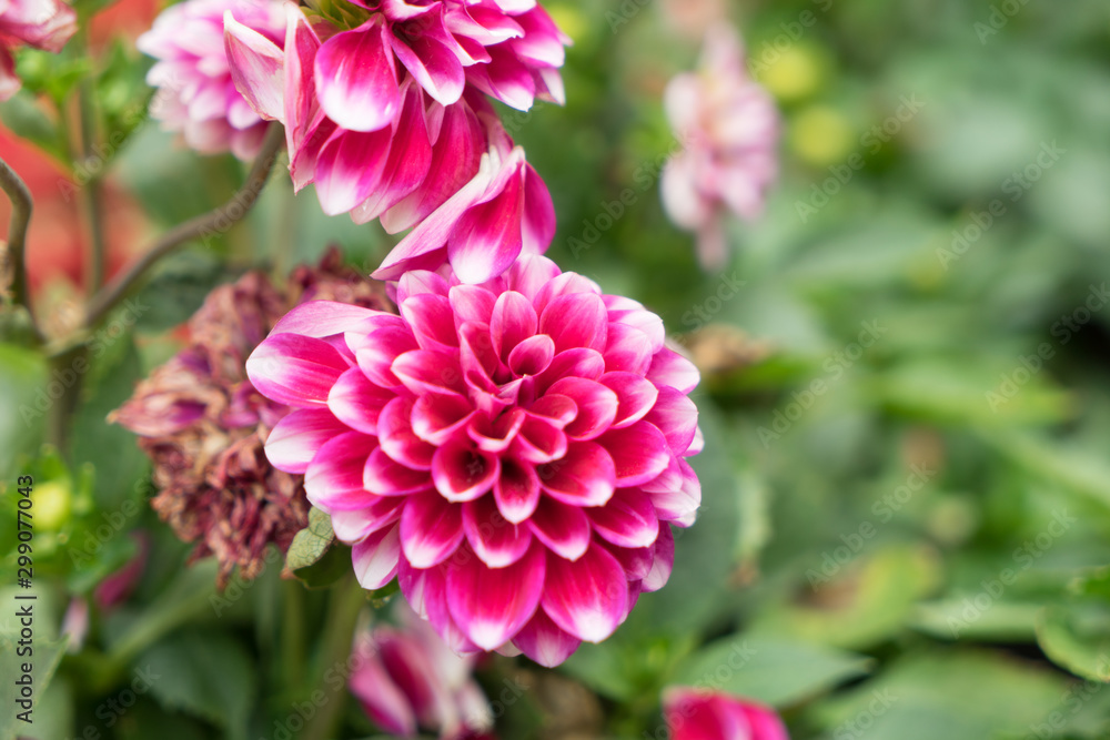 Beautiful bright purple chrysanthemum flower on the background Beautiful bright purple chrysanthemum flower on the background