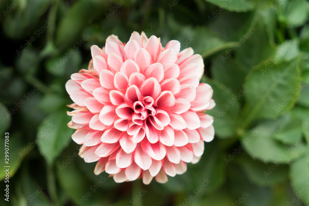 close up pink chrysanthemum for background