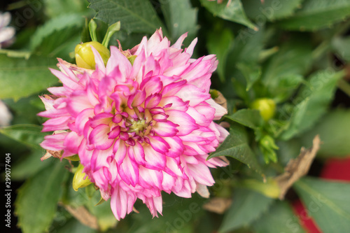 Beautiful bright pink chrysanthemum flower on the background
