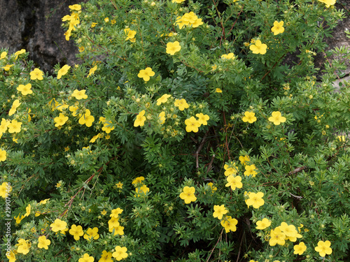 Fotografía Potentilla ou Dasiphora fruticosa | Buisson ornemental aux fleurs jaunes or de p