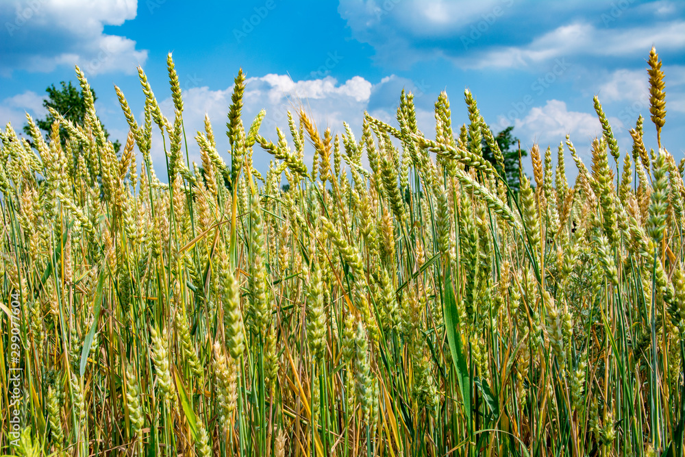 Obraz premium Ripening ears of wheat on the field.