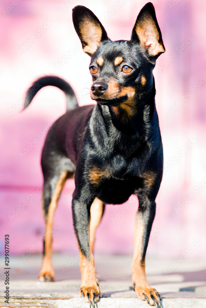 Black dog of toy terrier breed posing on a pink background Black dog of toy terrier breed posing on a pink background
