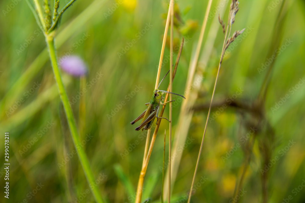 grasshopper sitting in the grass grasshopper sitting in the grass