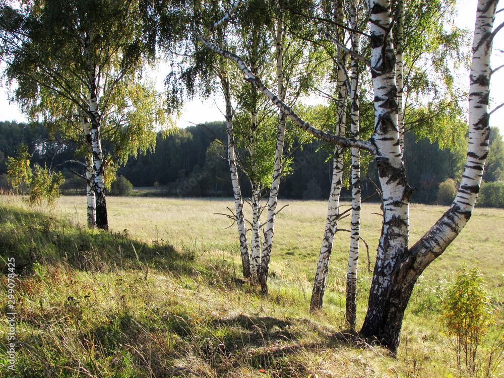 Fototapeta premium Beautiful birch trees on a hillside.