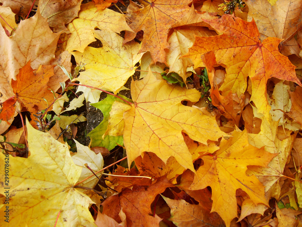 Maple yellow-green, autumn leaves.