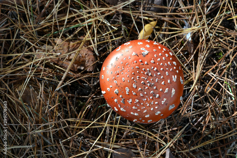 Amanita muscaria, muscimol mushroom. Commonly known as the fly agaric or fly amanita, classified as poisonous. Amanita muscaria, muscimol mushroom. Commonly known as the fly agaric or fly amanita, classified as poisonous.