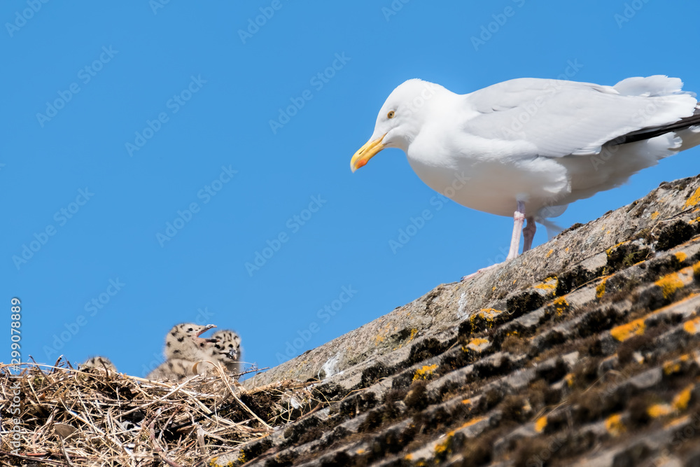 Herring gull with chicks in a nest on a rooftop Herring gull with chicks in a nest on a rooftop