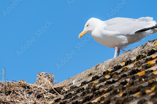 Herring gull with chicks in a nest on a rooftop