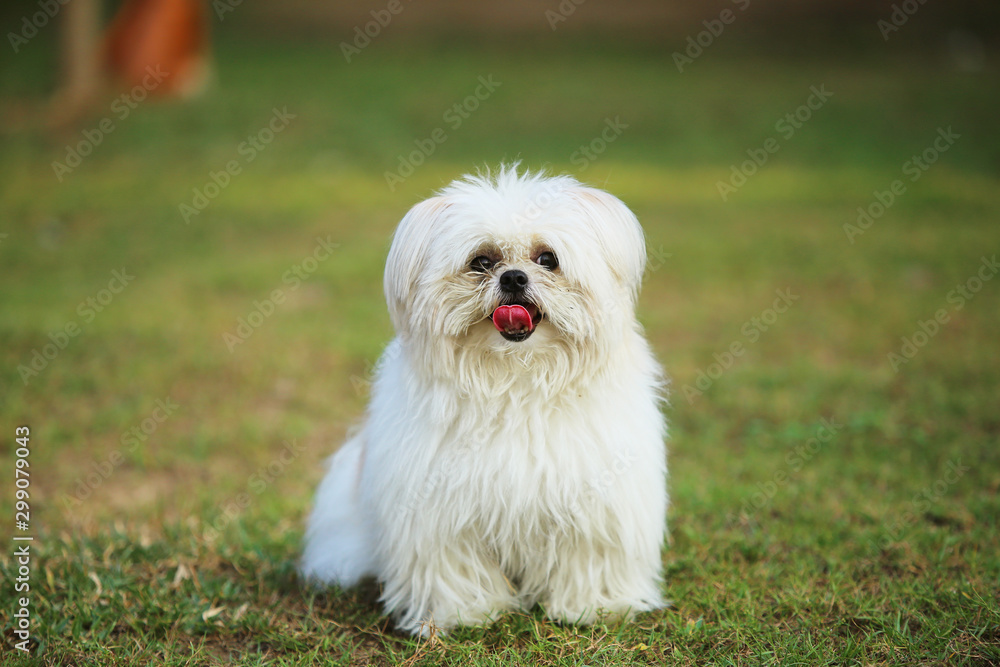 White dog on green grass. Fluffy dog unleashed in the park. White dog on green grass. Fluffy dog unleashed in the park.