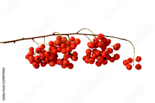 isolated branch with red berries for design