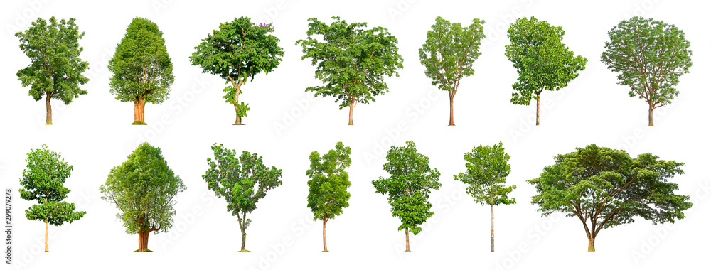 Tree collection isolated on white background for use in architectural design or more. Tree collection isolated on white background for use in architectural design or more.