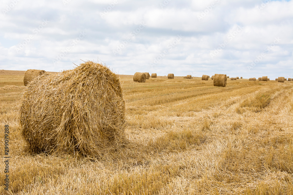 straw bales on harvested summer field straw bales on harvested summer field