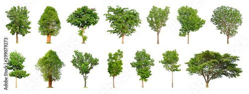 Tree collection isolated on white background for use in architectural design or more.