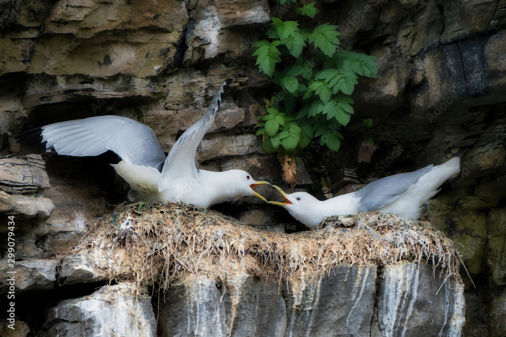 Kittiwakes with nests on a cliff ledge Kittiwakes with nests on a cliff ledge