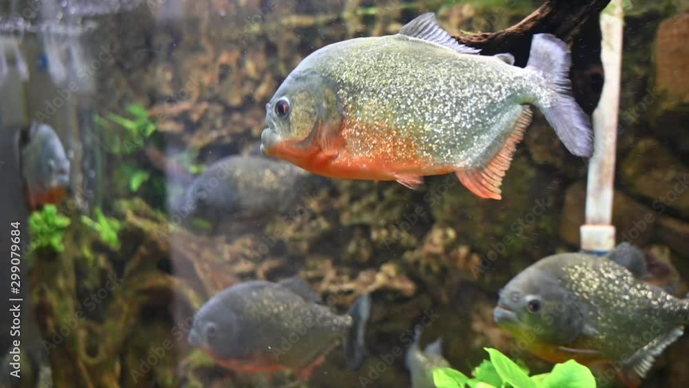 beautiful exotic large aquarium fish swimming in the water, marine life of the underwater world beautiful exotic large aquarium fish swimming in the water, marine life of the underwater world