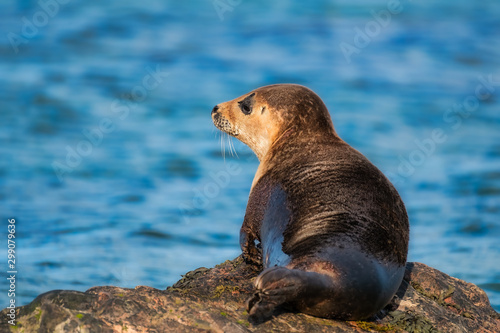 Common seal pup looking out over the ocean with sunshine in his fur