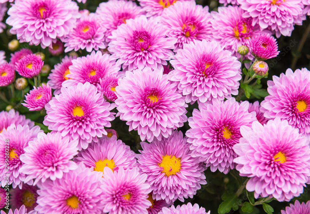 小菊 小菊