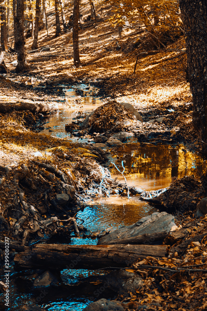Fototapeta premium Creek in autumn chestnut forest in Spain with warm colors