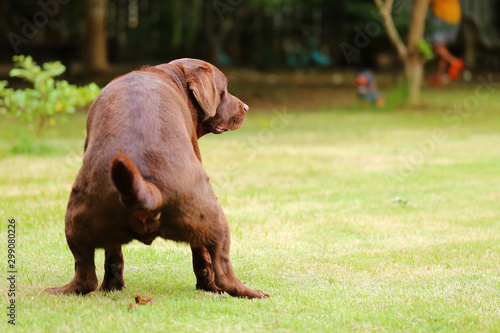 Labrador retriever defecating on grass. Dog shiting in the park. photo