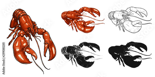 Fényképezés Set of lobster by hand drawing