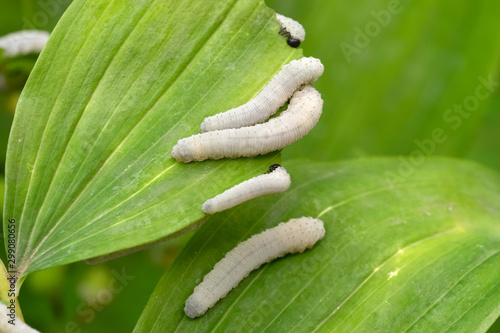 Solomon's seal sawfly larvae, Phymatocera aterrima on green leaves of a Polygonatum multiflorum photo