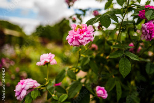 Wallpaper Mural formal gardens coughton court stately home warwickshire england uk Torontodigital.ca