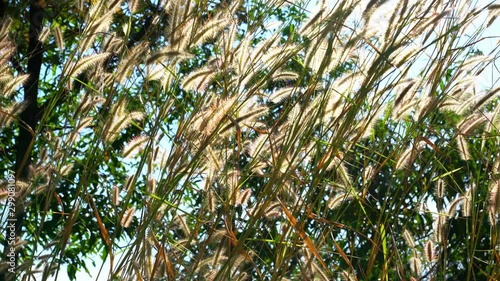 Wallpaper Mural golden light at morning with grass Torontodigital.ca