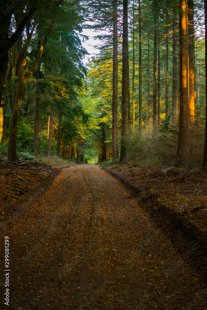 Fototapeta premium Path in the forrest in Ermelo the netherlands