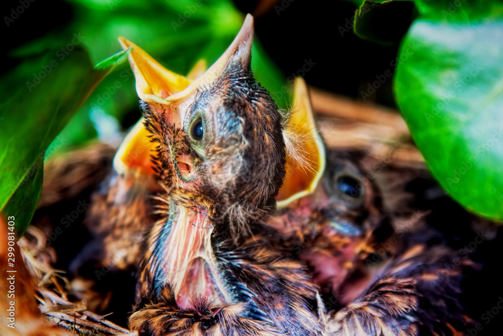 Blackbird chicks Blackbird chicks
