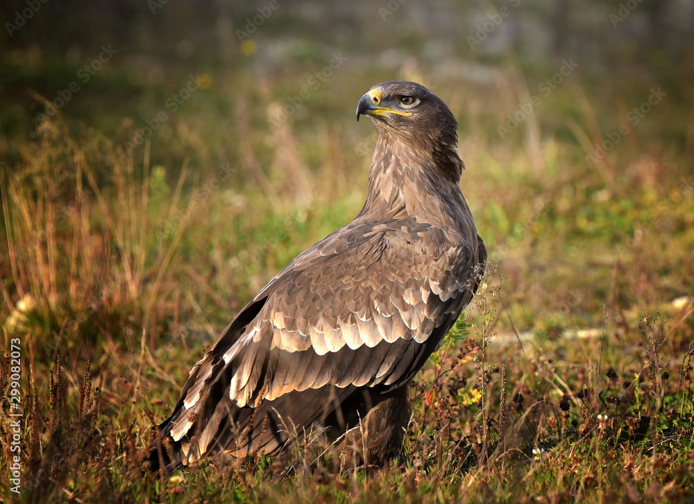 Steppe Eagle, Aquila nipalensis, sitting in the grass on meadow.
