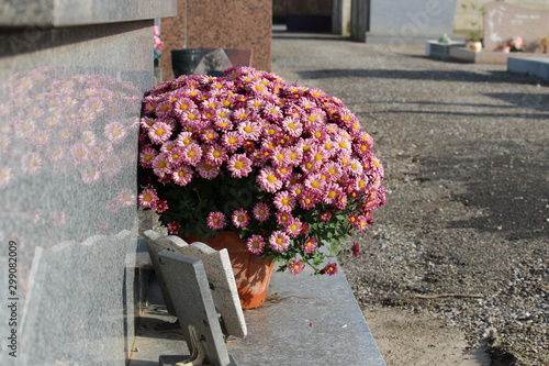 fleur au cimetière photo