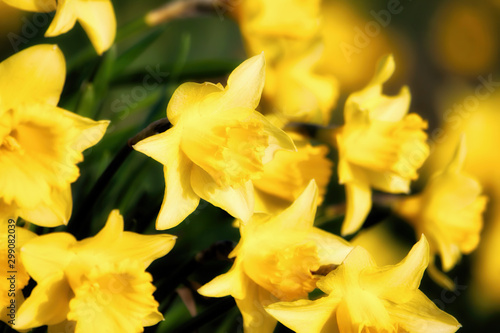 Daffodils in spring sunshine