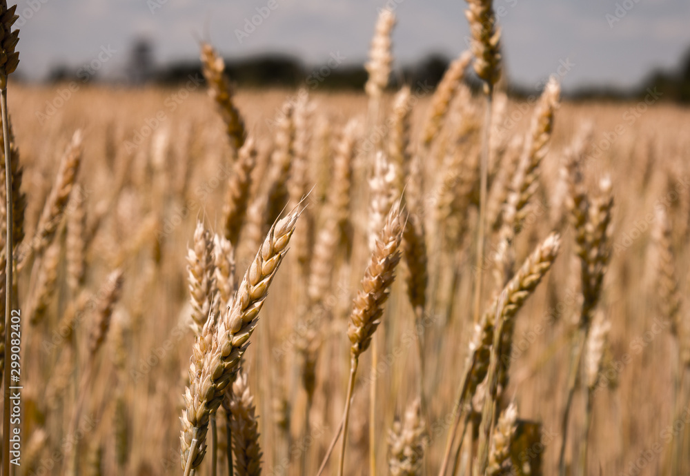 ears of wheat on the field ears of wheat on the field