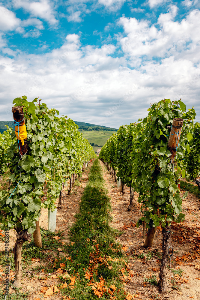 walk through the French vineyards of Alsace
