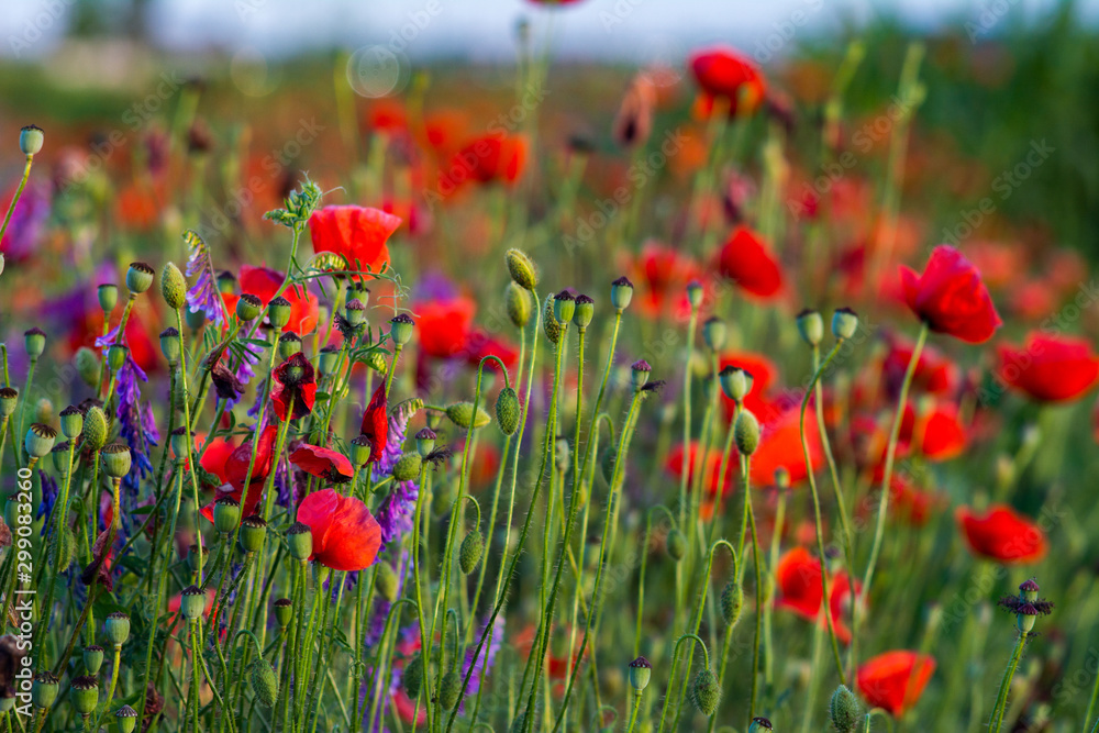 red poppy flowers and heads