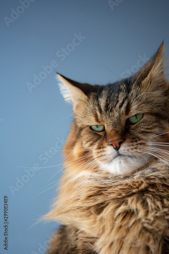 Konstfotografi Moose, the Maine Coon Cat stares disapprovingly in front of a blue background