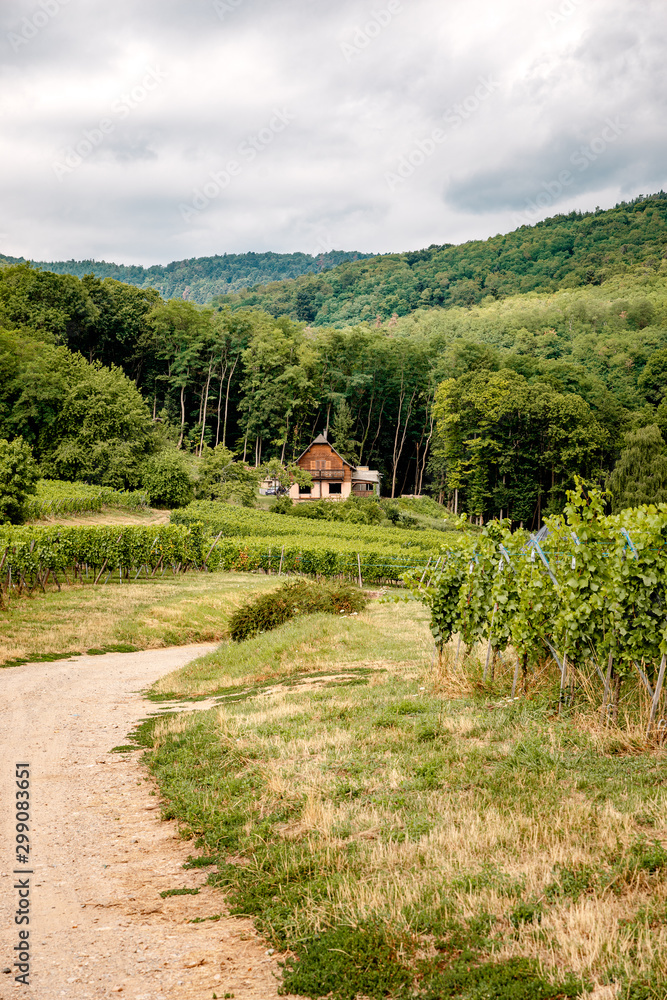 walk through the French vineyards of Alsace