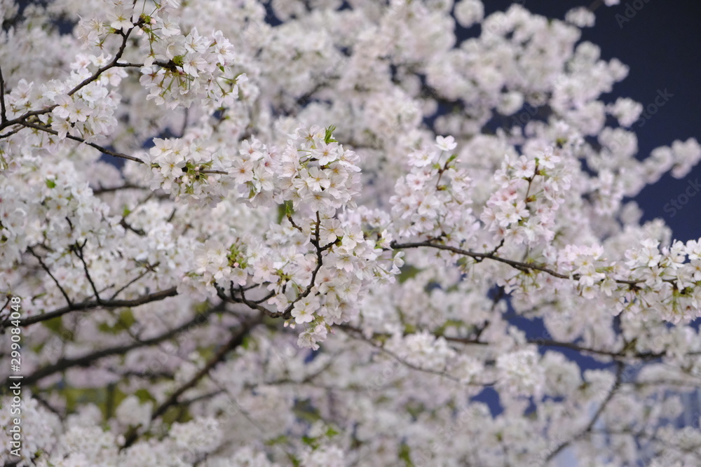 Yo Sakura (Night) / Cherry Blossoms at Shibuya Station Yo Sakura (Night) / Cherry Blossoms at Shibuya Station