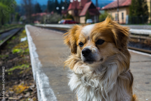 red and white dog waiting for the owner