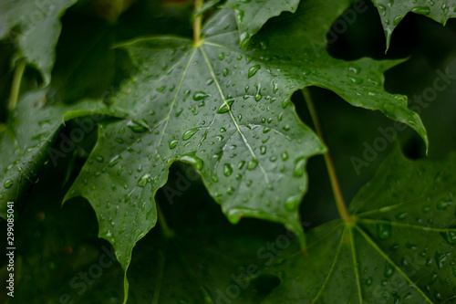 Fresh green maple leaf with water drops on a rainy summer day close-up. Deep and rich color greens with drops of moisture.