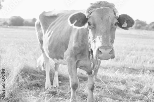 Black and white photo of cow in field