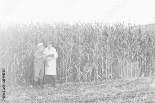 Crop scientist discussing over digital tablet with senior farmer in corn field