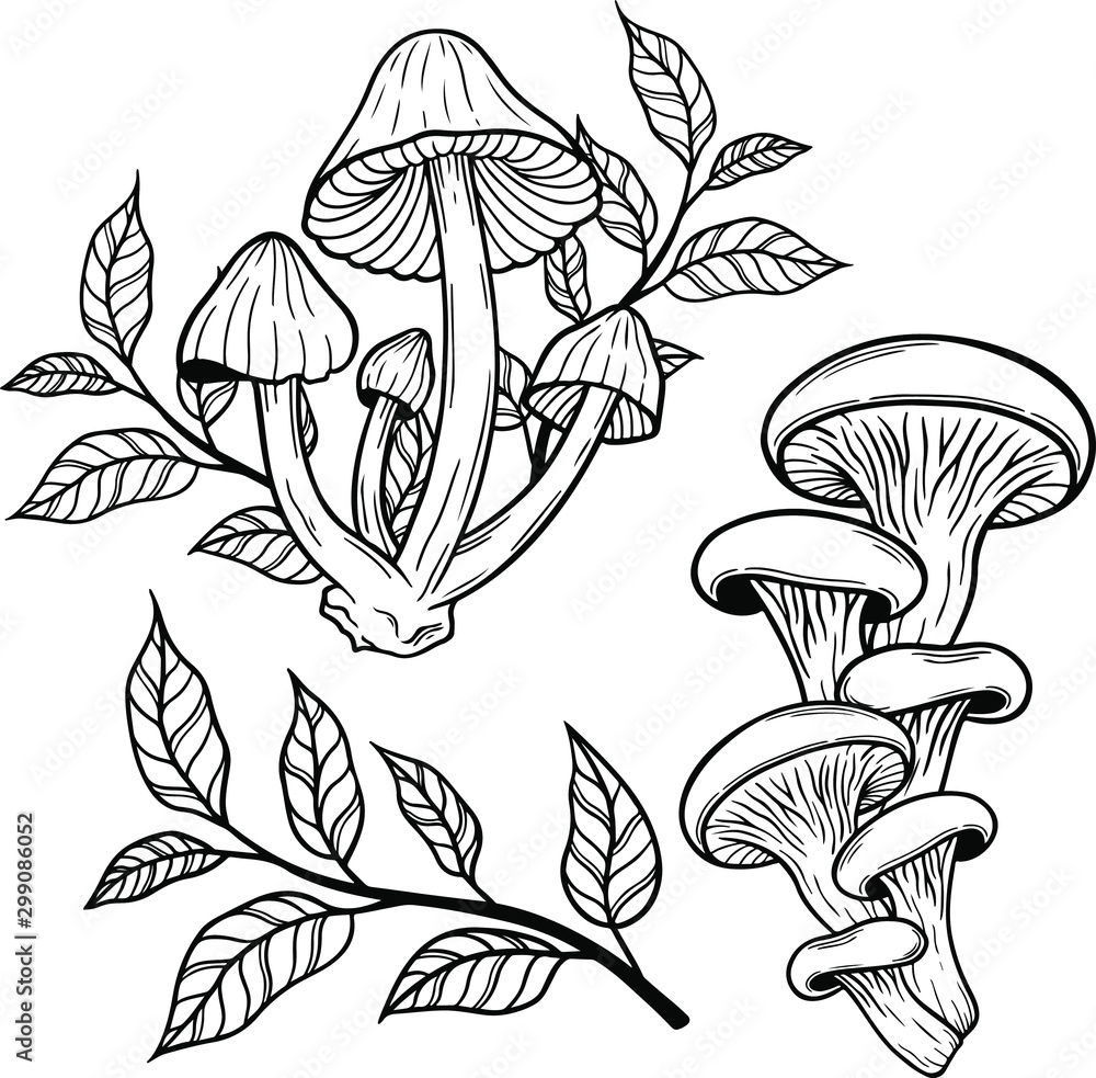 poison mushroom vector hand drawn illustration tattoo sketch style