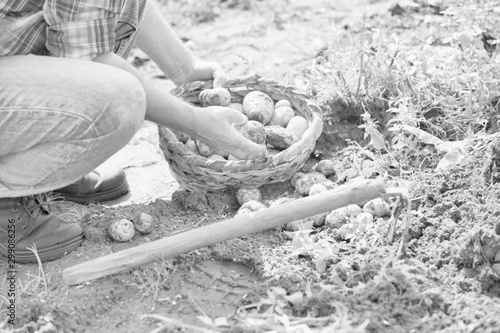 Black and white photo of farmer harvesting potato