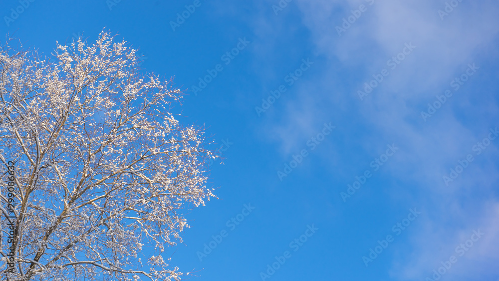 The tops of snowy trees against a blue winter sky. Copy space. Banner.