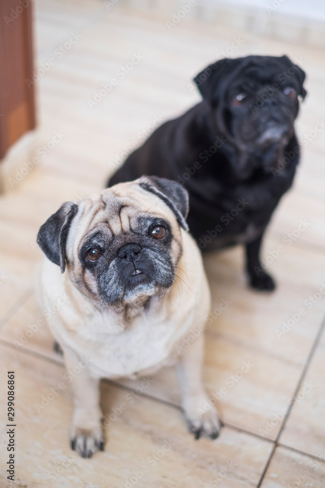 Couple of old adorable lovely pug dog sit down together at home on the floor looking at you waiting for food or tenderness