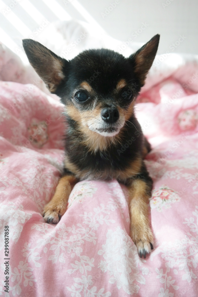 Chihuahua Puppy Waiting For Treats On The Bed Chihuahua Puppy Waiting For Treats On The Bed
